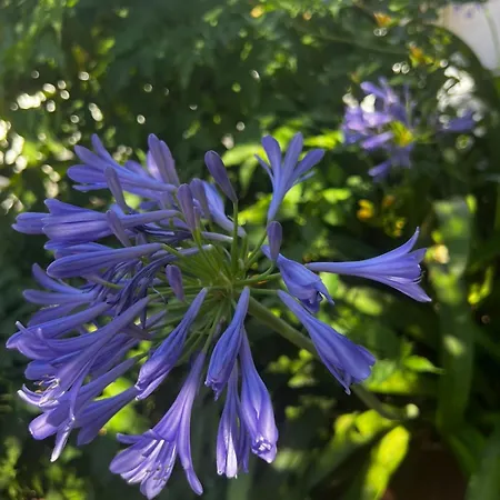 Σπίτι διακοπών Al Mare Con Giardino E Parcheggio Privato *