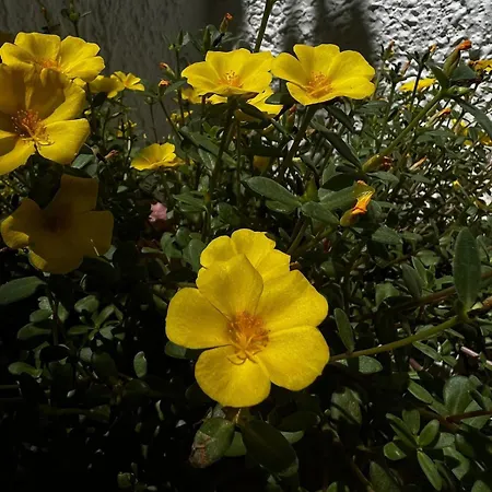 Al Mare Con Giardino E Parcheggio Privato Σπίτι διακοπών